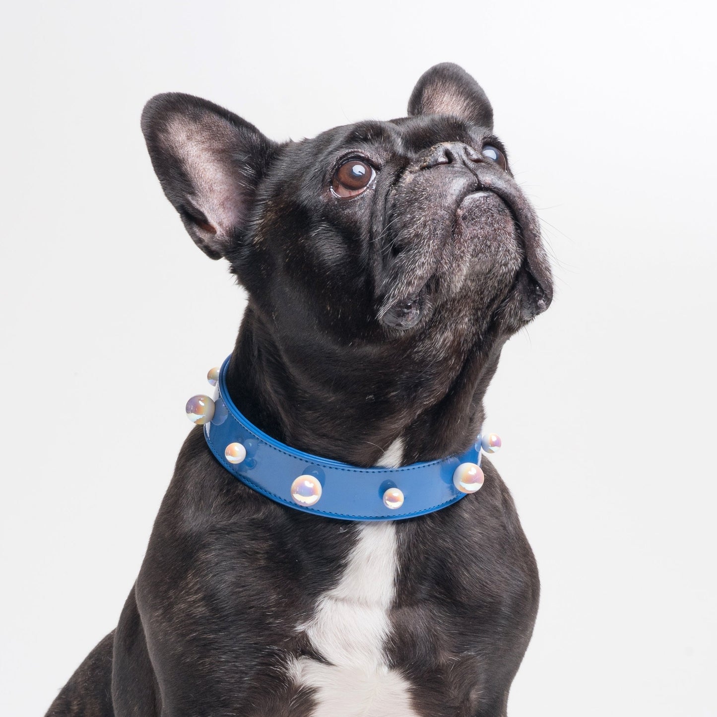 Les Boules collar for large sizes