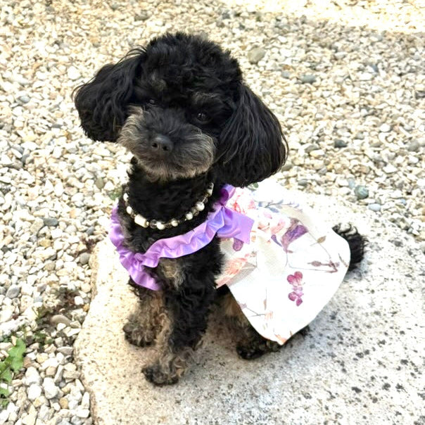 Bambolina Dress