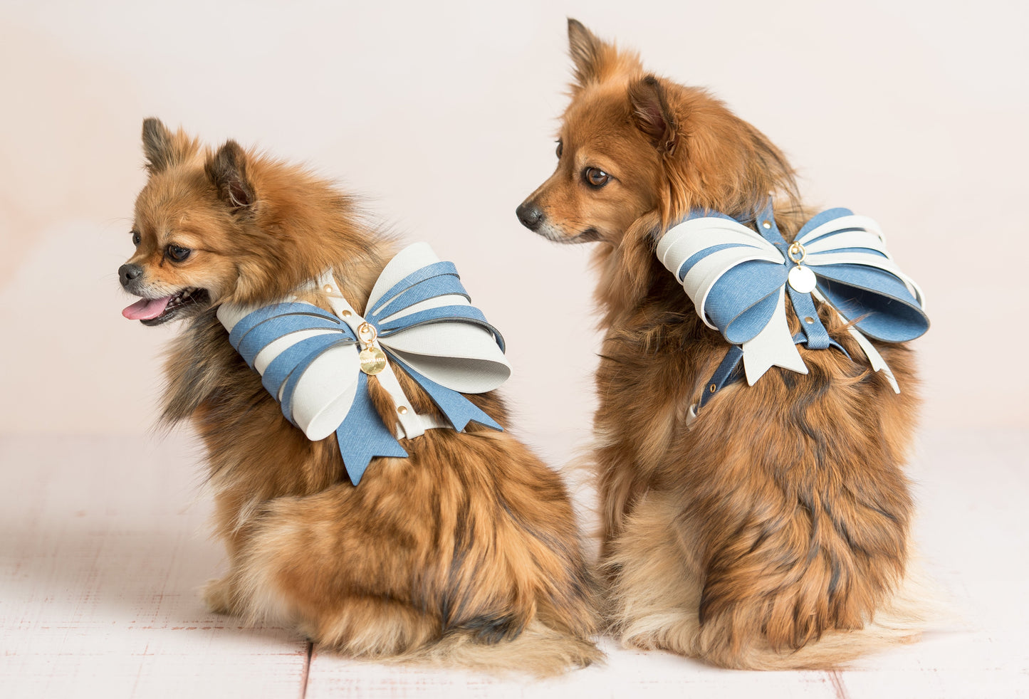 Parure Pettorina Wow Bow e Guinzaglio