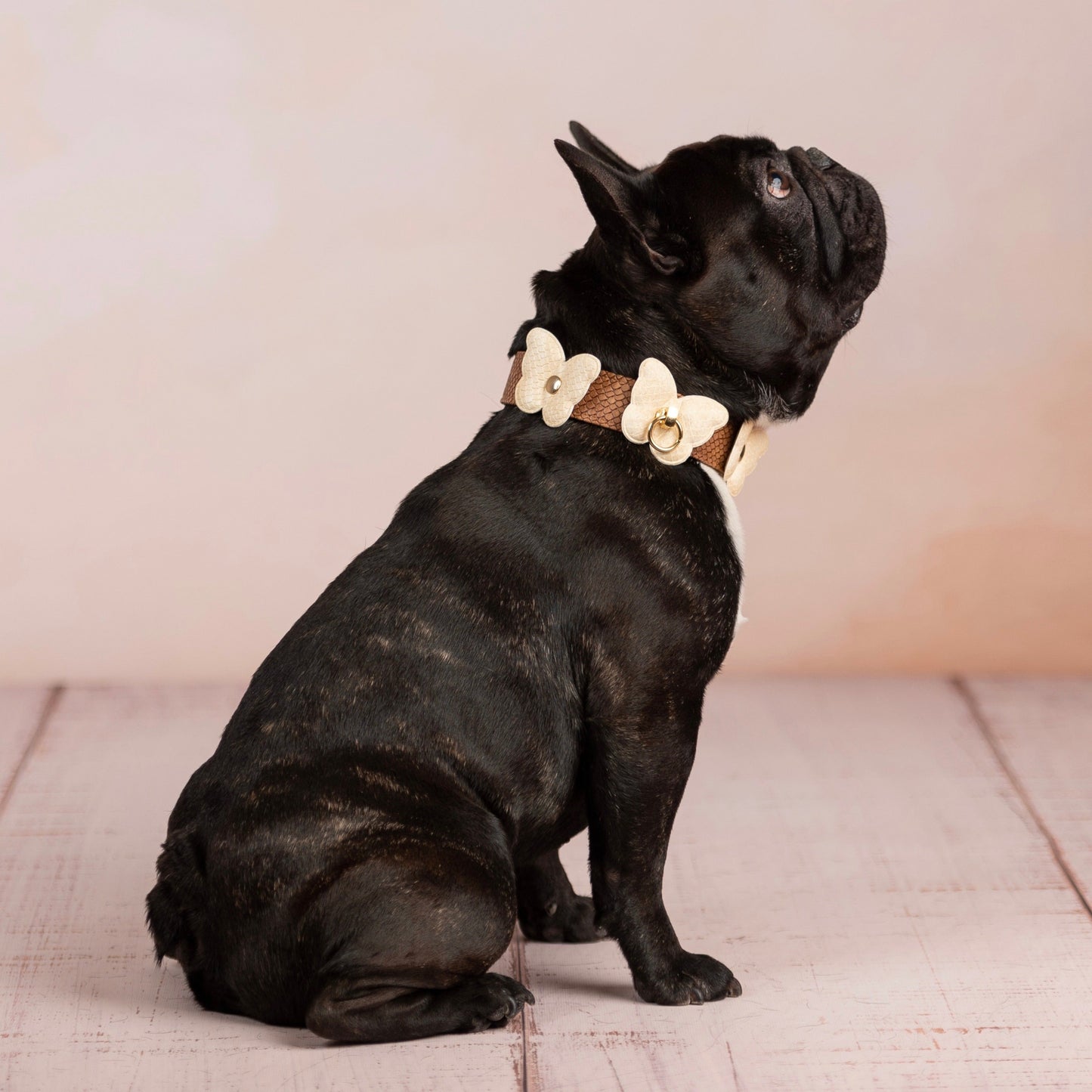 Butterfly Collar Large Sizes