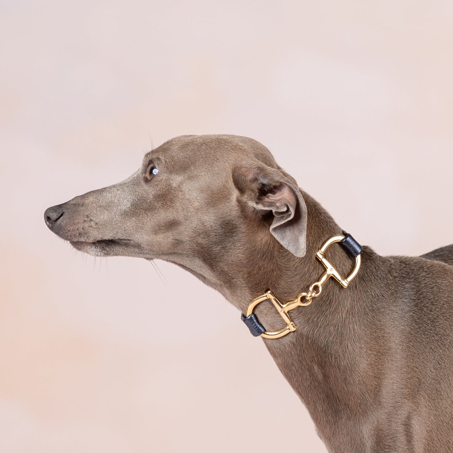Collier Collar