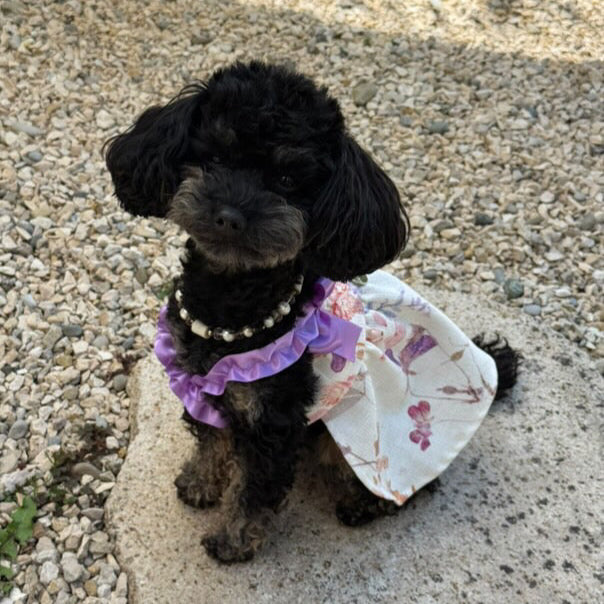 Bambolina Dress