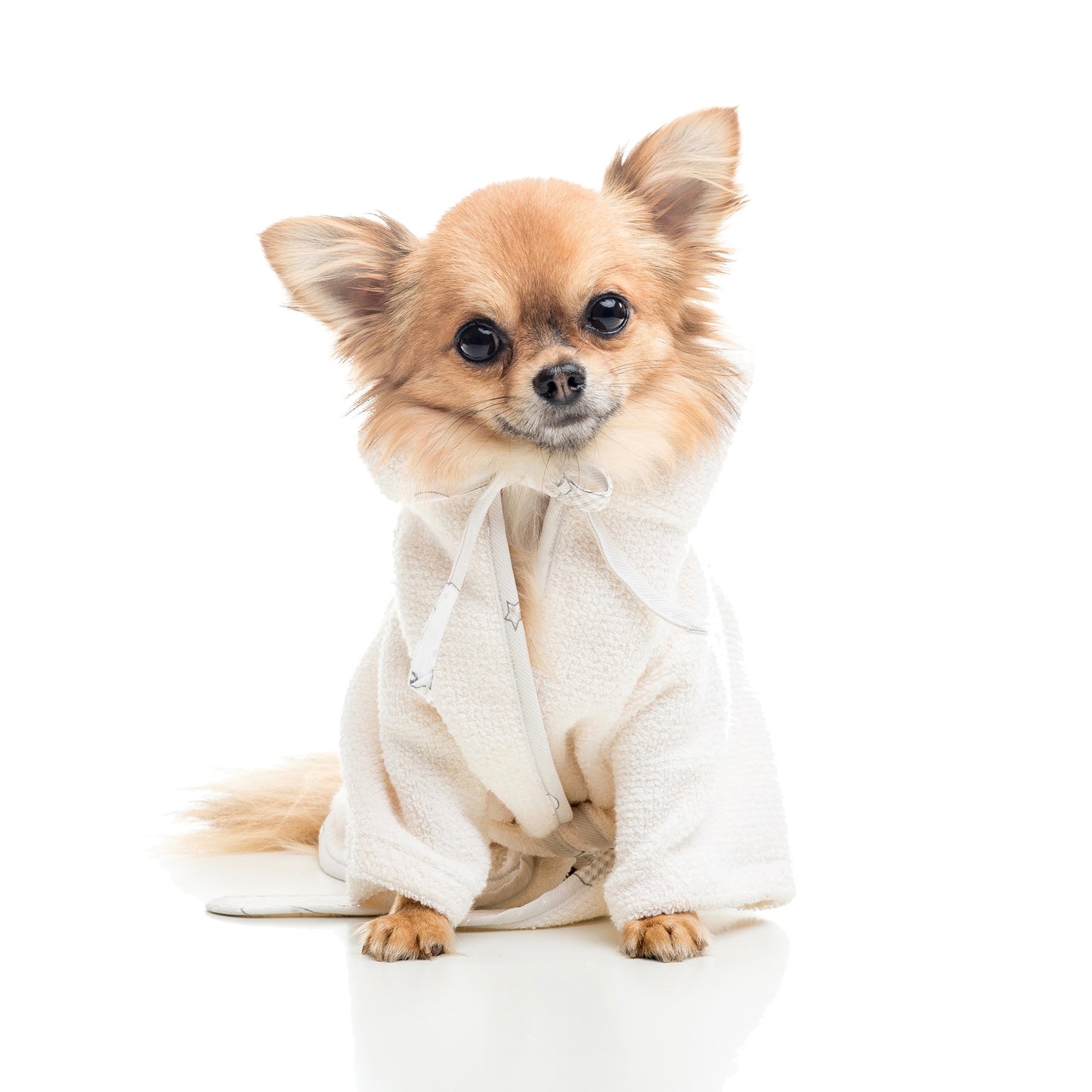 Chihuahua che indossa accappatoio per cani Tidy Inamorada | My Pet Luxury Boutique | mypetluxuryboutique.com