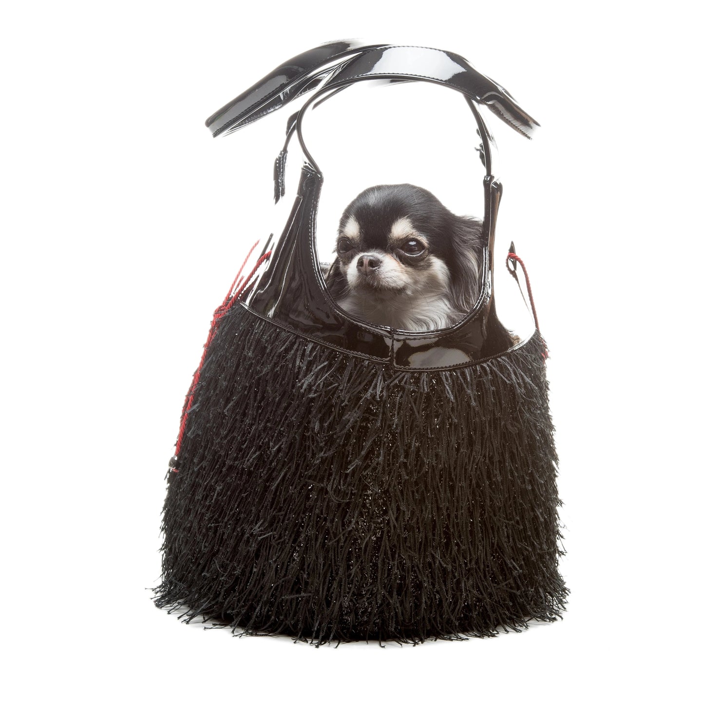 Chihuahua nella borsa per cani Chicago | Borsa per cani Inamorada | mypetluxuryboutique.com