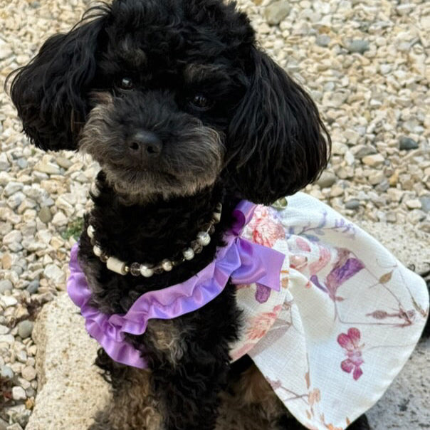Bambolina Dress