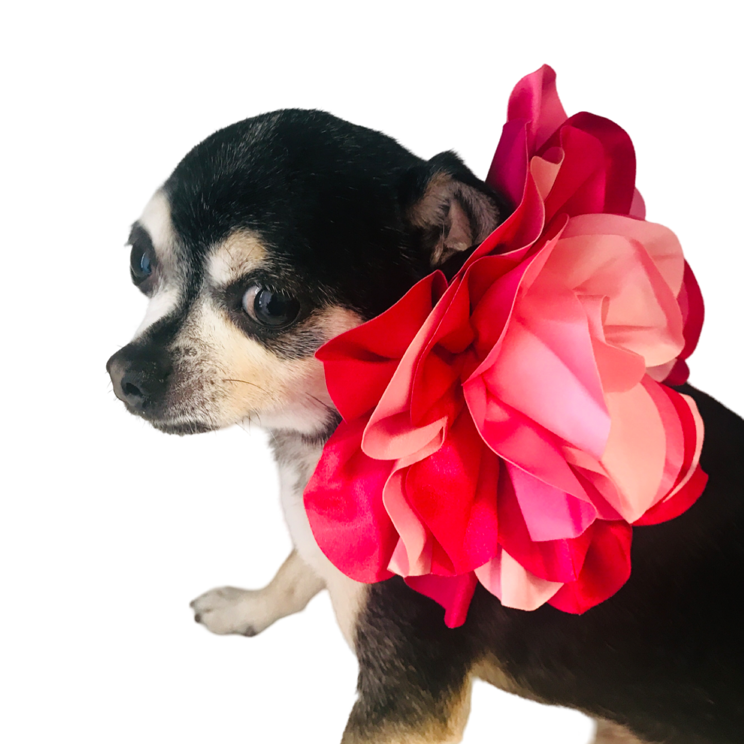 THE BOUQUET HARNESS