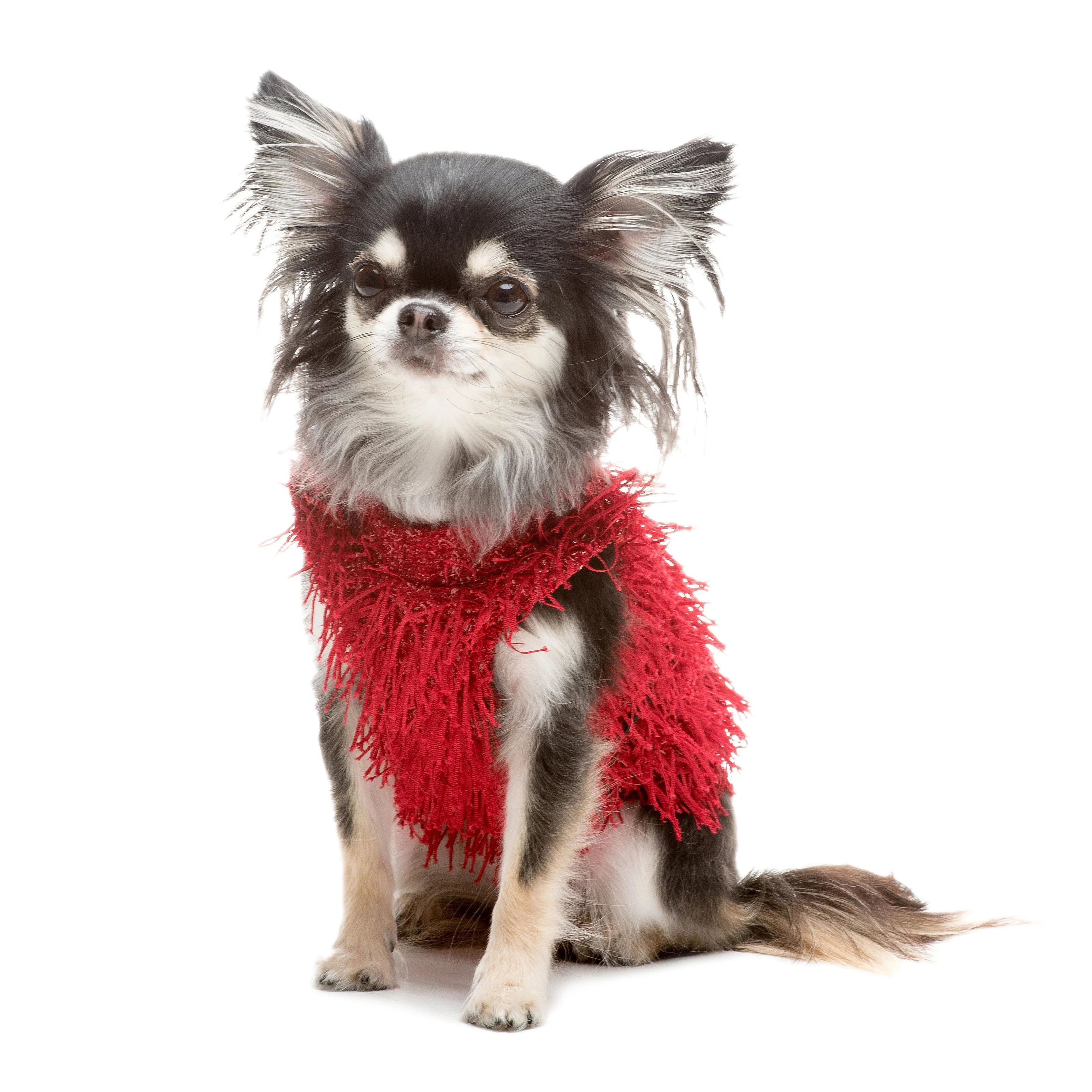 Abitino per cani Chicago | Abitino per cani natalizio | mypetluxuryboutique.com