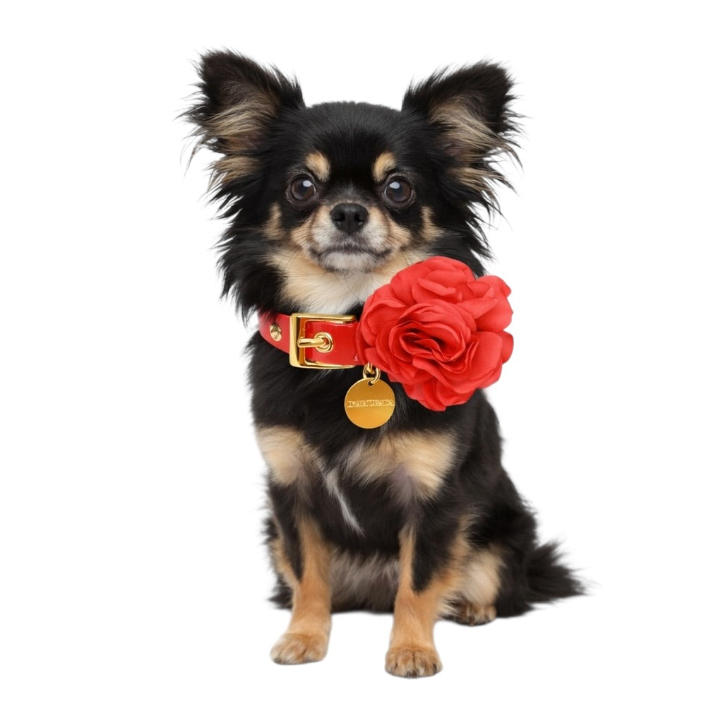 Rouge Coco Collar