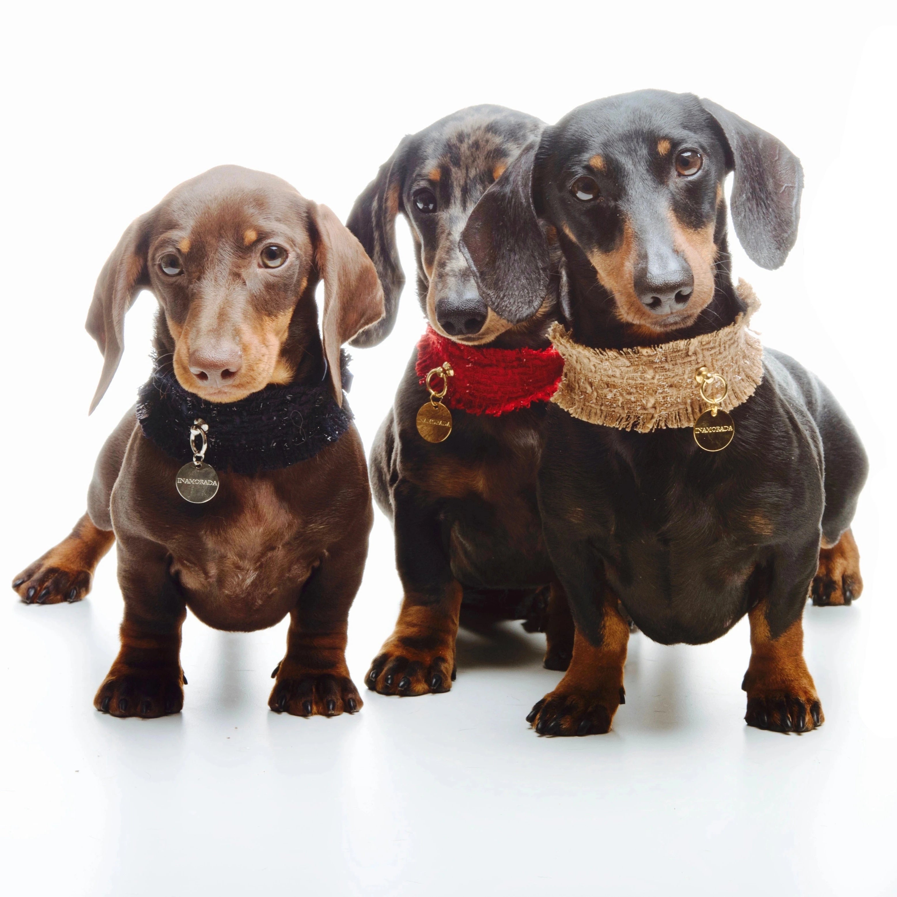 Bassotti con collare natalizio stile Chanel | My Pet Luxury Boutique | mypetluxuryboutique.com