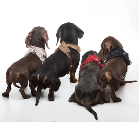 Bassotti con pettorina per cani stile Chanel | Pettorina per cani natalizia | My Pet Luxury Boutique | mypetluxuryboutique.com