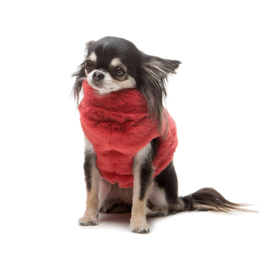 Chihuahua indossa pettorina per cani natalizia Kremlin | My Pet Luxury Boutique | mypetluxuryboutique.com