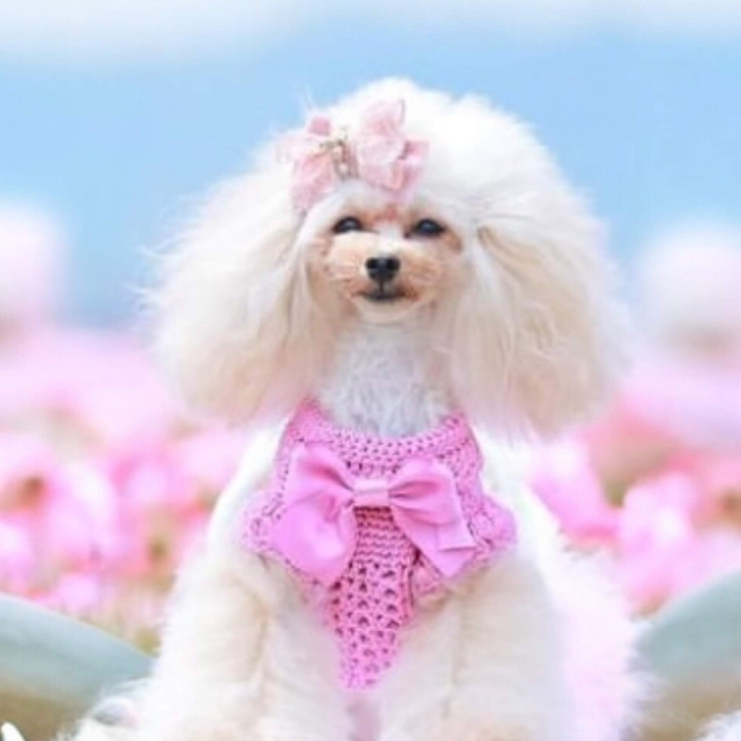 Petit Crochet