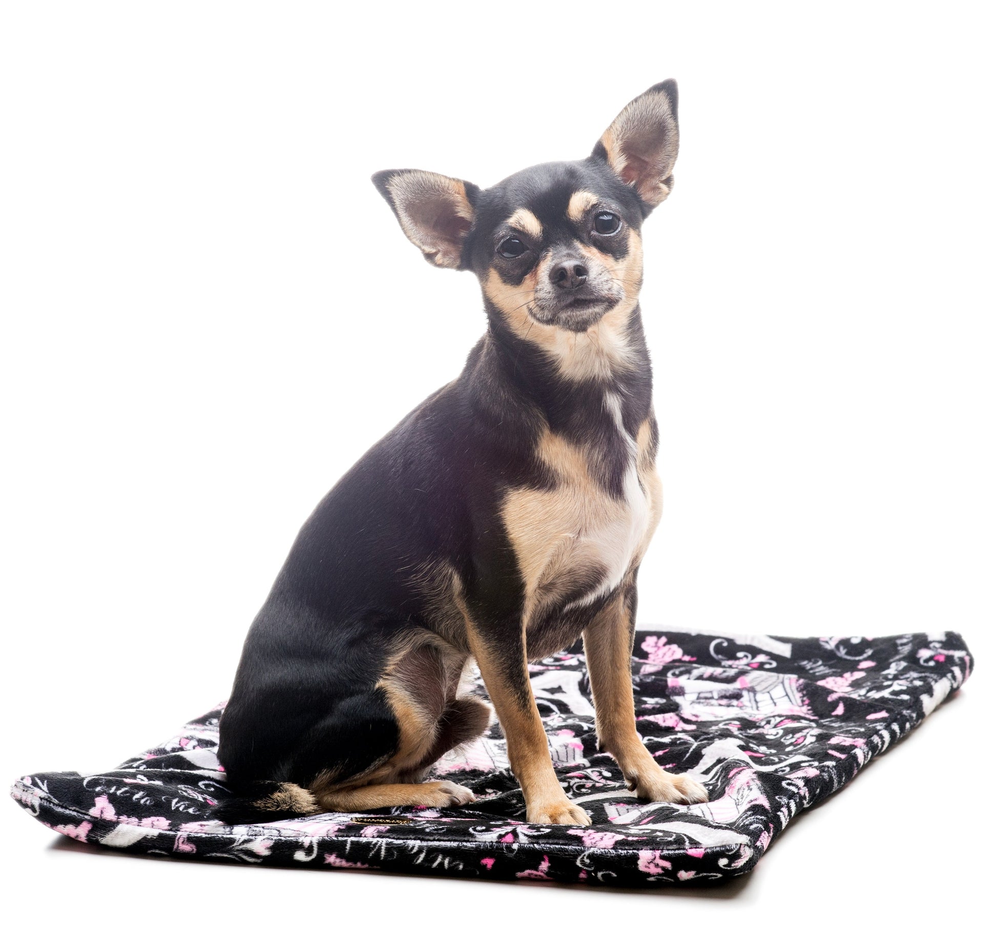 Sacconanna Paris per cani colore scuro | My Pet Luxury Boutique |mypetluxuryboutique.com